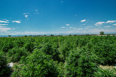 Why Choose Colorado's Organic Hemp? Unrivaled Quality and Purity