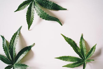 CBD Facts: All of Your CBD Questions Answered