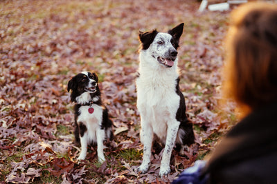 Autumn to Winter Relief: CBD's Role in Easing Itchy Skin for Dogs in New England | Primabee