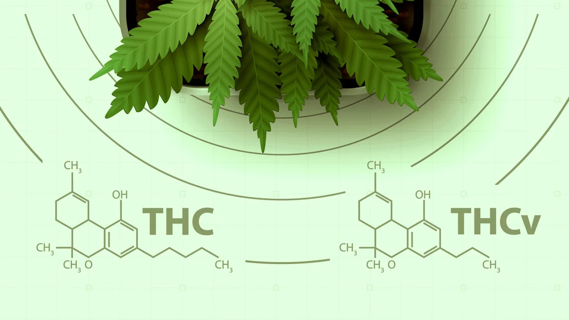 WHAT IS THCV AND EVERYTHING YOU NEED TO KNOW ABOUT "DIET WEED" | Primabee