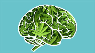 What Does CBD Do To The Brain?