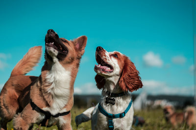 Understanding CBD's Role in Managing Canine Hyperactivity in New England Dogs | Primabee
