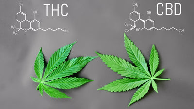 CBD vs. THC: What's The Difference?