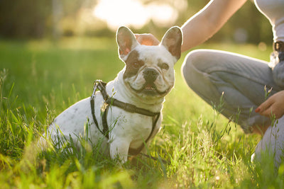 Can CBD Help Calm Hyper or Anxious Dogs?