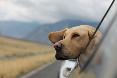 Traveling with CBD and Pets in 2023: Your Comprehensive Guide to Hassle-Free Journeys