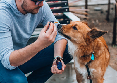 Improve Your Dog's Health with CBD: A Detailed Overview