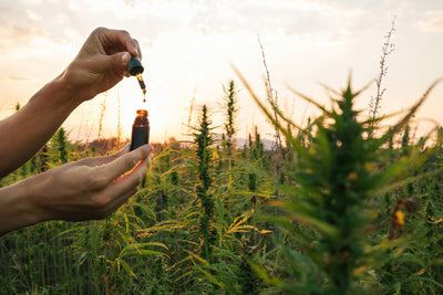 Unlocking the Power of Daily CBD: A New England Perspective