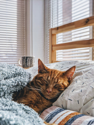 Can CBD Improve Your Feline Friend's Health and Wellbeing?
